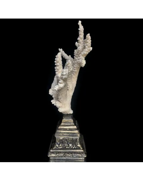 Corallo Bianco Decorativo