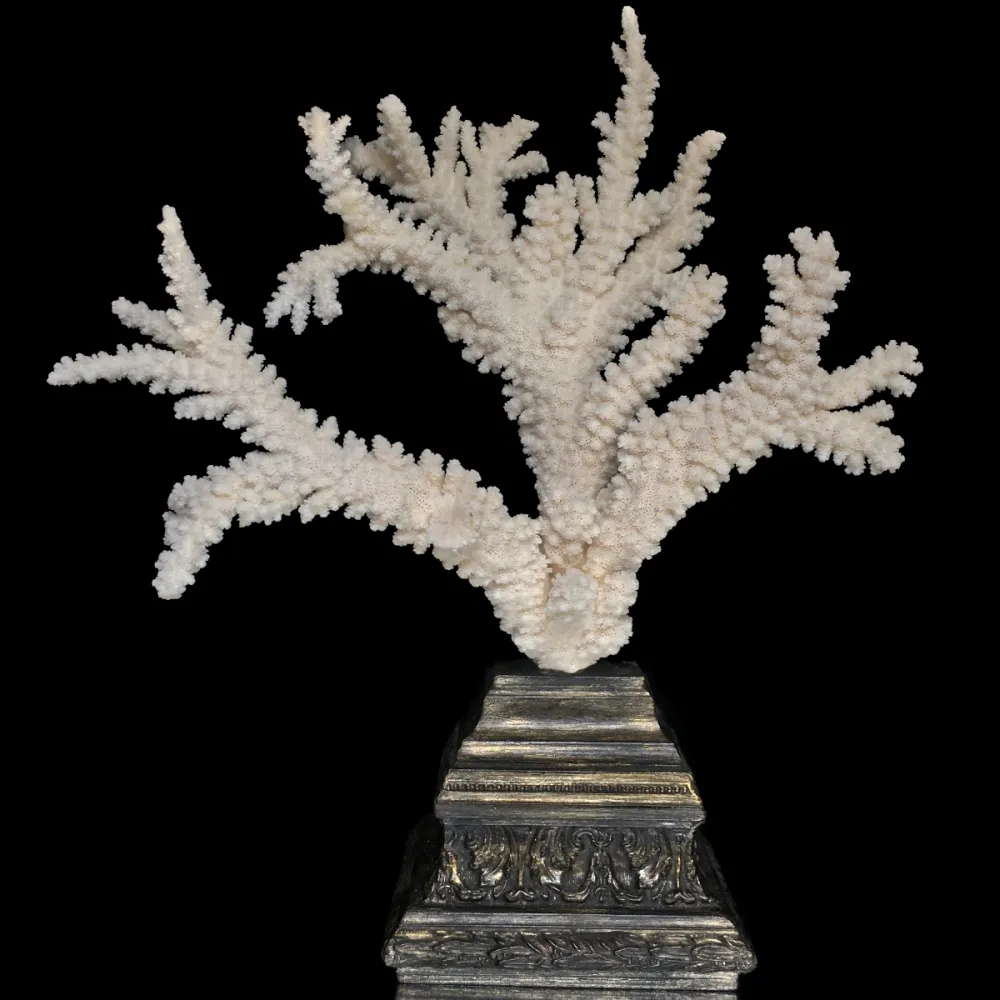 Corallo Bianco Decorativo