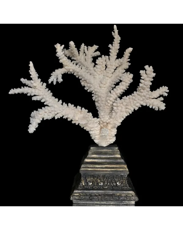 Corallo Bianco Decorativo