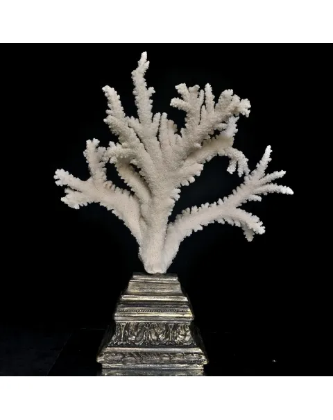 Corallo Bianco Decorativo