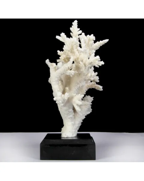Corallo Bianco Decorativo