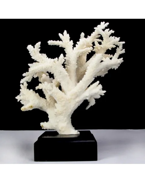 Corallo Bianco Decorativo