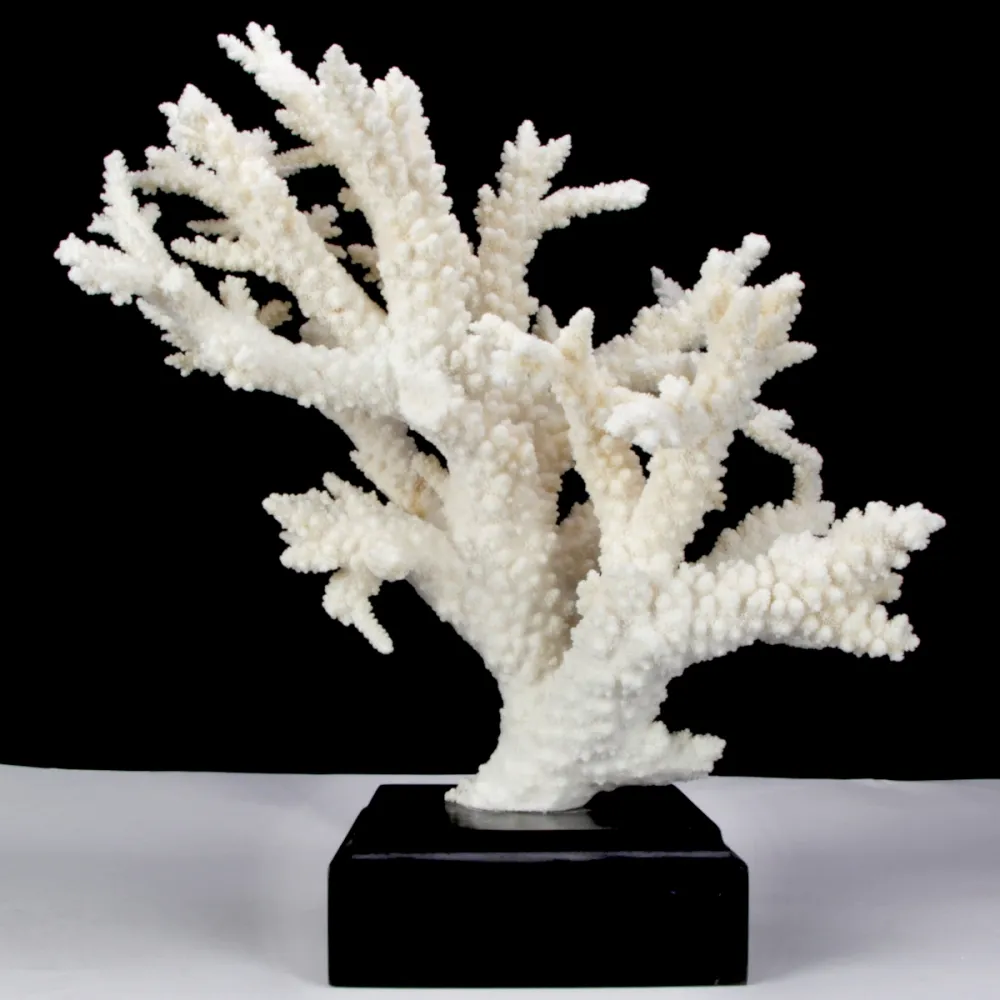 Corallo Bianco Decorativo