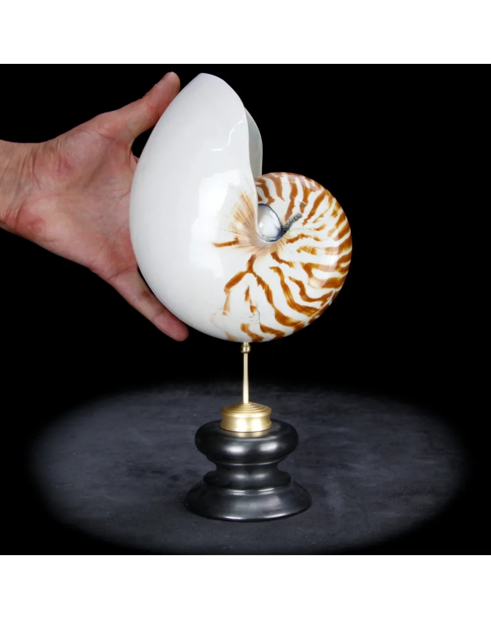 Nautilus Pompilius su Piedistallo
