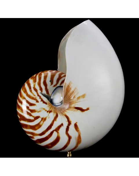 Nautilus Pompilius su Piedistallo