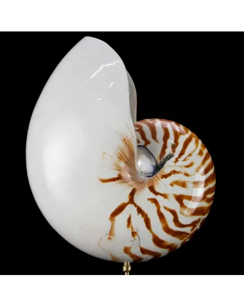 Nautilus Pompilius su Piedistallo