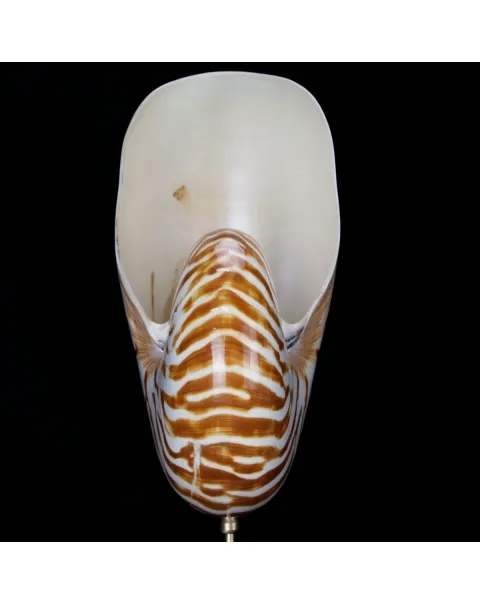 Nautilus Pompilius su Piedistallo