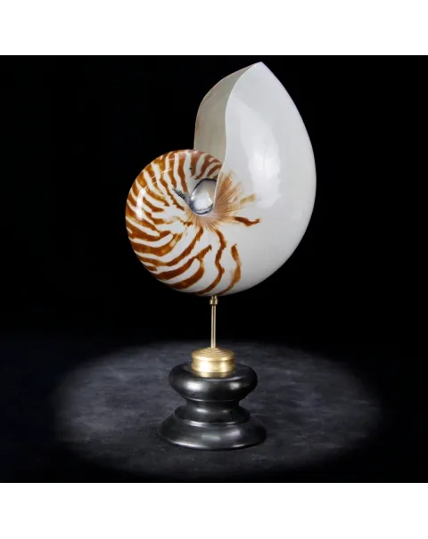 Nautilus Pompilius su Piedistallo