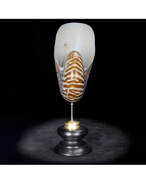 Nautilus Pompilius su Piedistallo