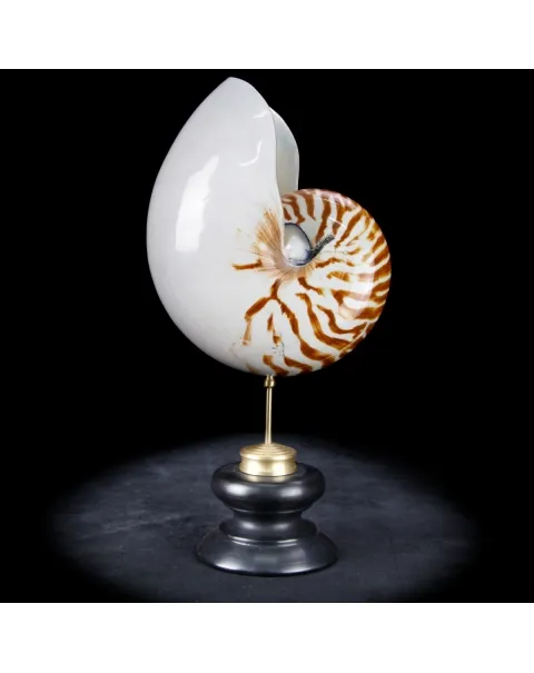 Nautilus Pompilius su Piedistallo