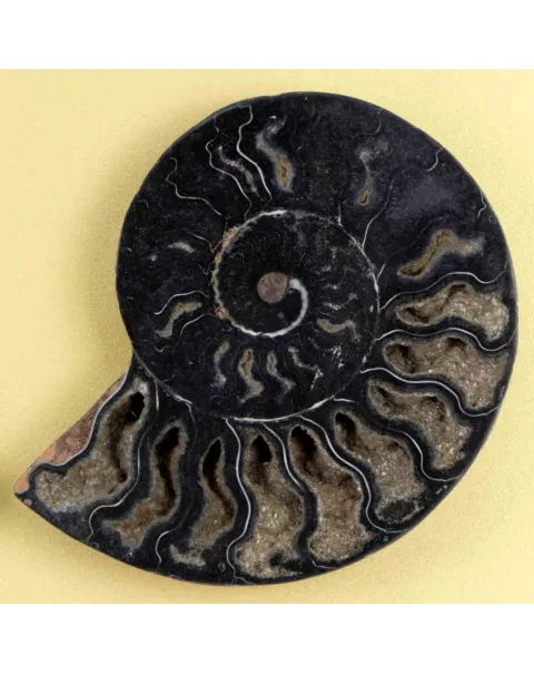 Ammonite Cleoniceras su Cornice Dorata