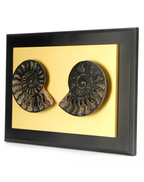 Ammonite Cleoniceras su Cornice Dorata