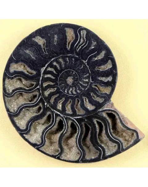 Ammonite Cleoniceras su Cornice Dorata