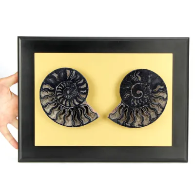 Ammonite Cleoniceras su Cornice Dorata