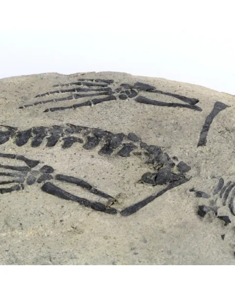 Claudiosaurus Germaini
