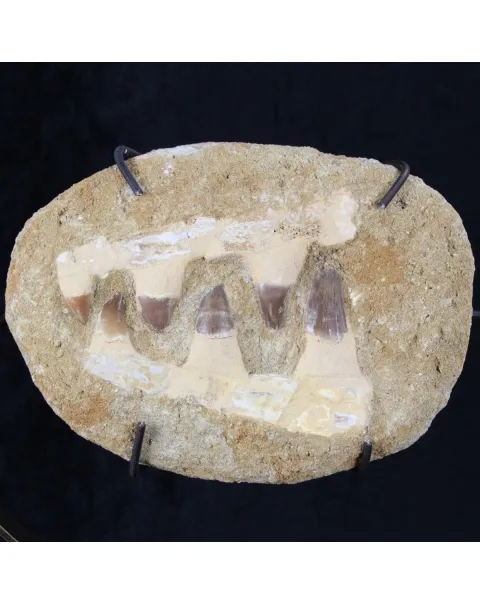 Bocca Mosasaurus