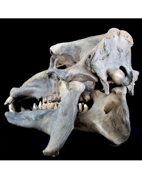 Teschio Fossile di Ippopotamo Lemerlei  