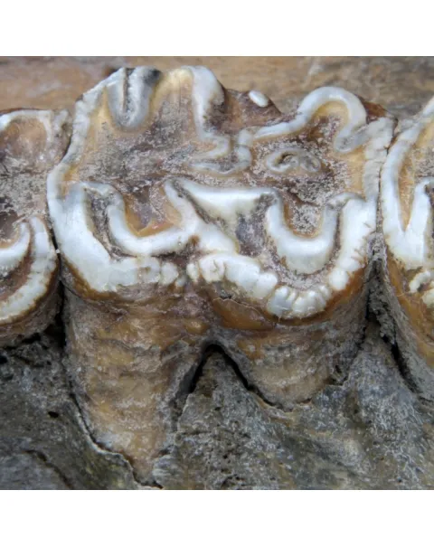 Teschio Fossile di Ippopotamo Lemerlei  