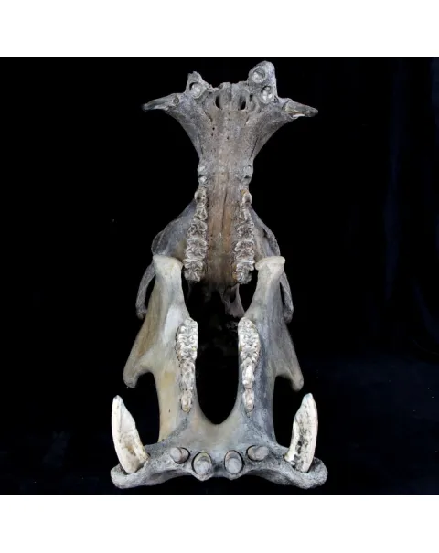 Teschio Fossile di Ippopotamo Lemerlei  