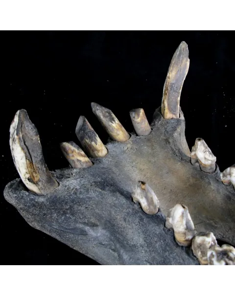 Teschio Fossile di Ippopotamo Lemerlei  