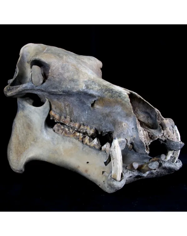 Teschio Fossile di Ippopotamo Lemerlei  
