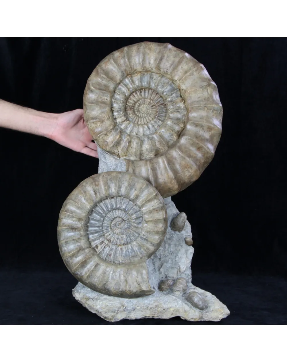 Ammoniti Arietites Bucklandi