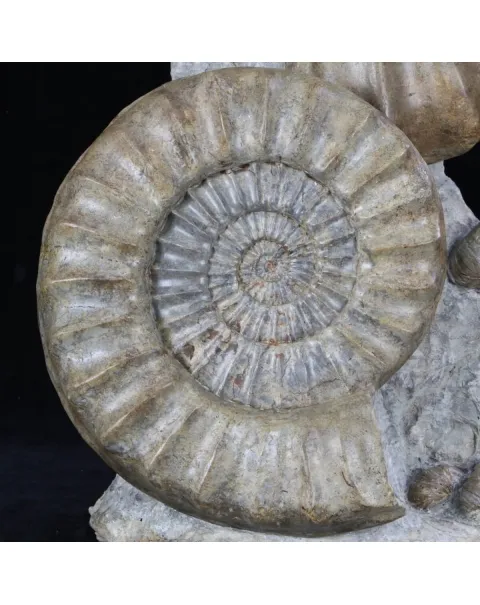 Ammoniti Arietites Bucklandi