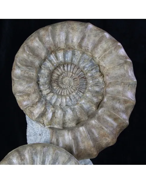 Ammoniti Arietites Bucklandi