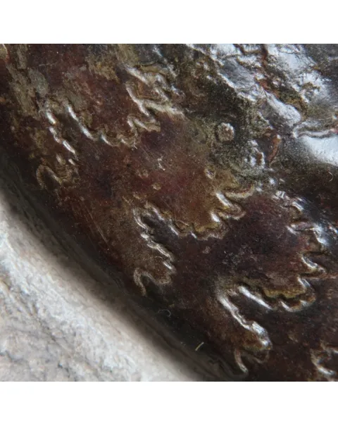 Nautilus e Hildoceras 
