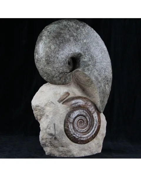 Nautilus e Hildoceras 