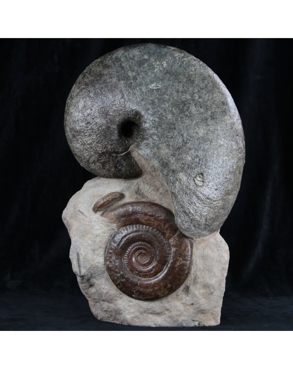 Nautilus e Hildoceras 