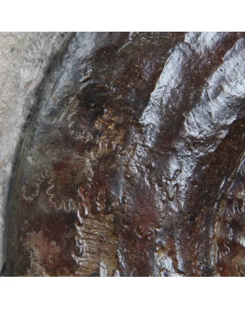 Nautilus e Hildoceras 
