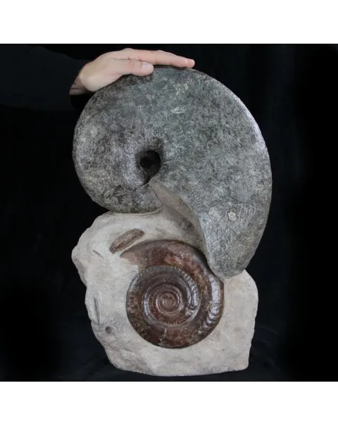 Nautilus e Hildoceras 