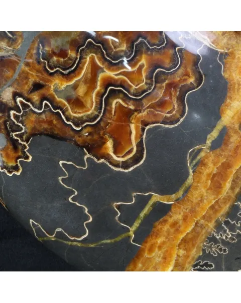 Ammonite Craspedodiscus Discofalcatus