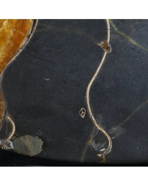 Ammonite Craspedodiscus Discofalcatus