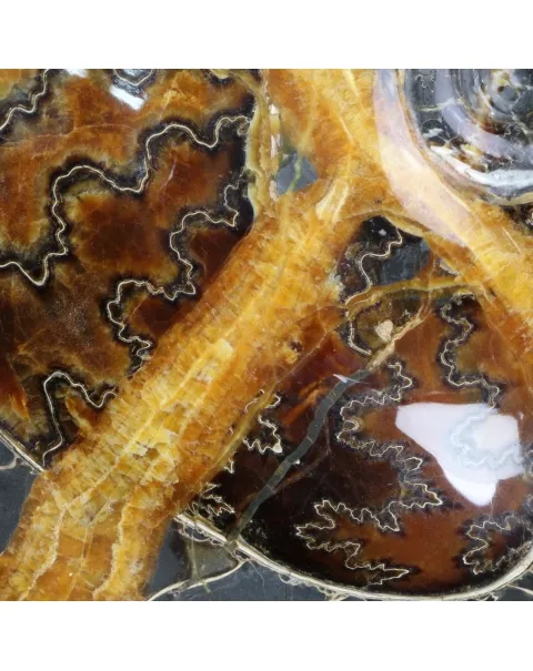 Ammonite Craspedodiscus Discofalcatus