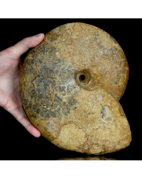 Macrocephalites Ammonite