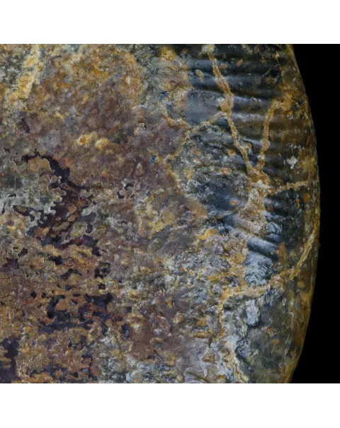 Macrocephalites Ammonite