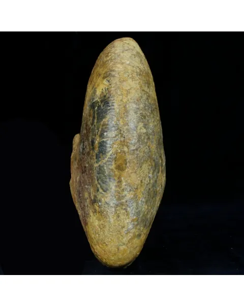 Macrocephalites Ammonite