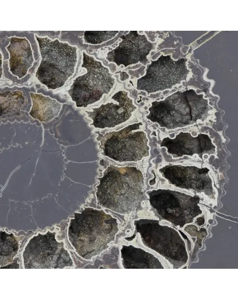 Ammonite Speetoniceras Versicolar