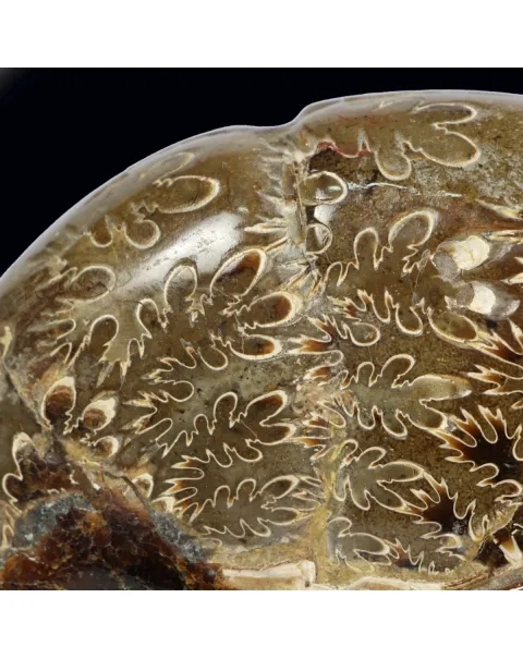 Ammonite Cleoniceras su Septaria