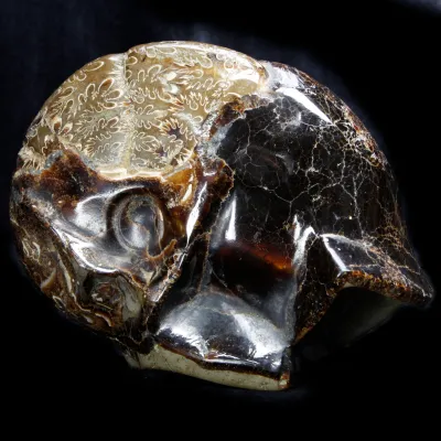Ammonite Cleoniceras su Septaria