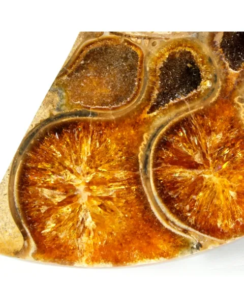 Ammonite Phylloceras