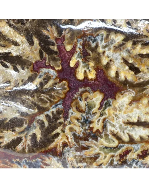 Ammonite Phylloceras