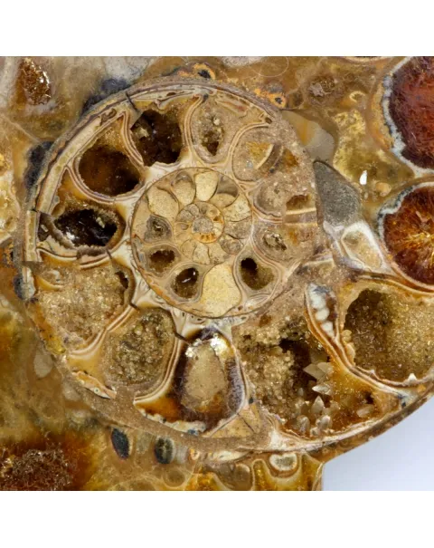 Ammonite Phylloceras