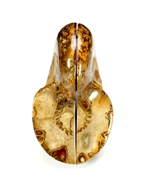 Ammonite Phylloceras