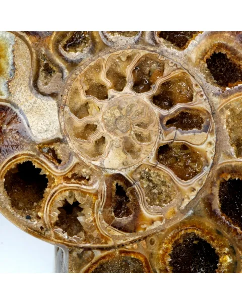 Ammonite Phylloceras
