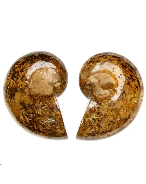 Ammonite Phylloceras
