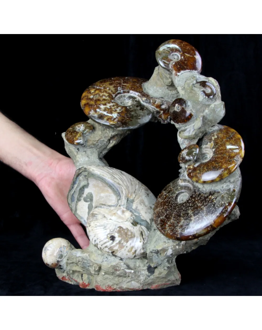 Ammoniti e Nautilus