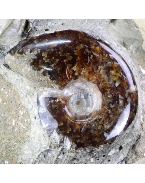 Ammoniti e Nautilus